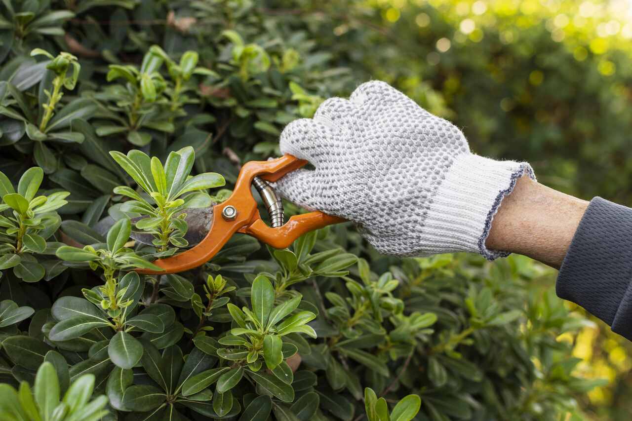 Content pruning: como otimizar artigos e melhorar ranqueamento?